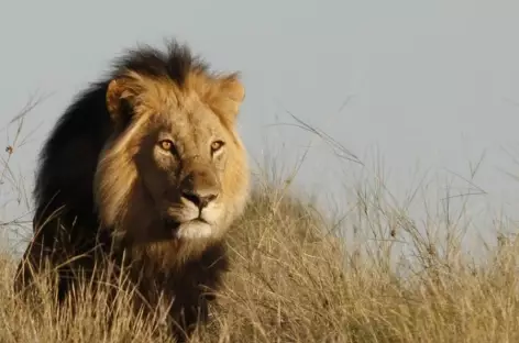 Lion à crinière noire , désert du Kalahari - Namibie