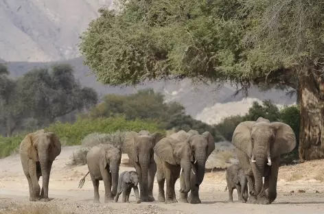 Eléphants du désert, Hoarusib - Namibie - 