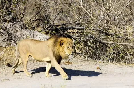 Lion dans le parc national d'Etosha - Namibie - 