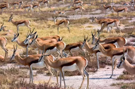 Springboks, Parc national d'Etosha - Namibie - 
