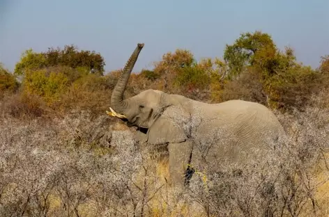 Eléphant à Etosha - Namibie