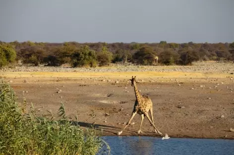 Girafe à Etosha - Namibie