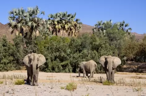 Eléphants du désert - Namibie