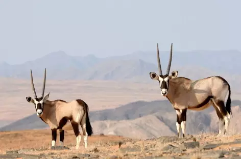 Oryx, Kaokoland - Namibie - 