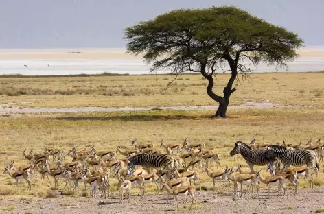 Troupeau de springboks à Etosha - Namibie - 