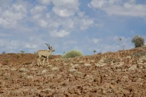 Koudou dans la région du Damaraland, vers Palmwag - Namibie