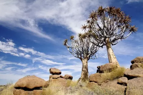 Forêt de kokerboom - Namibie