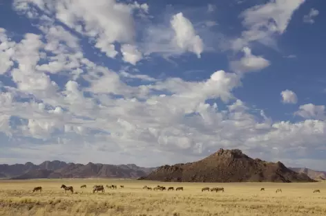 Troupeau de zèbres le long de la D707 entre Aus et Sesriem - Namibie