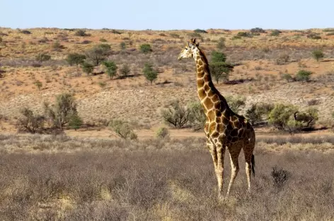 Girafe, Kgalagadi Transfrontier Park - Afrique du Sud