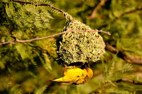 Oiseau tisserain - Namibie