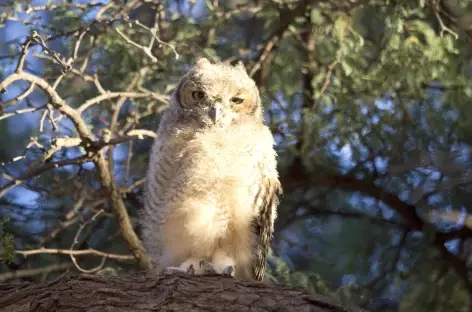 Chouette, Kgalagadi Transfrontier Park - Afrique du Sud