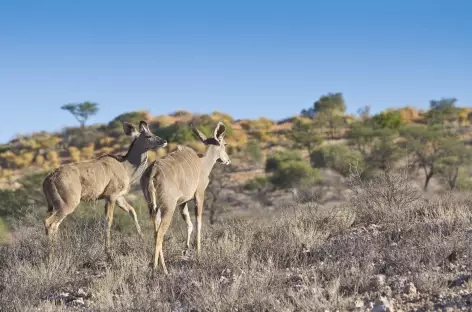 Femelles koudous, désert du Kalahari