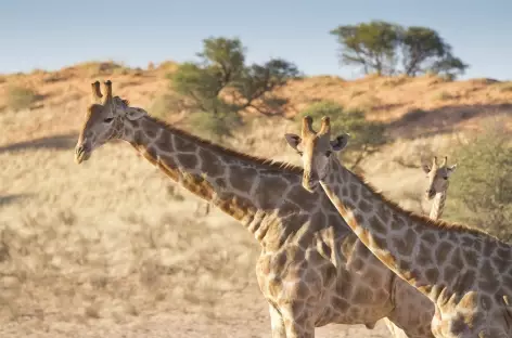 Girafes, Kgalagadi Transfrontier Park - Afrique du Sud