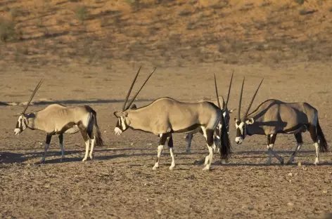 Oryx, Kgalagadi Transfrontier Park - Afrique du Sud