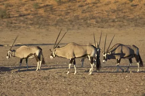 Oryx, désert du Kalahari