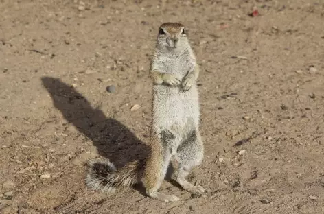 Ecureuil terrestre - Namibie