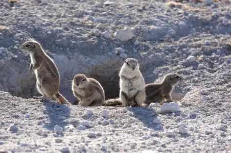 Ecureuils terrestres - Namibie - 