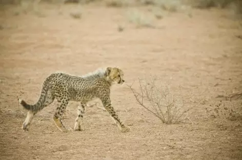 Jeune guépard, Kgalagadi Transfrontier Park - Afrique du Sud