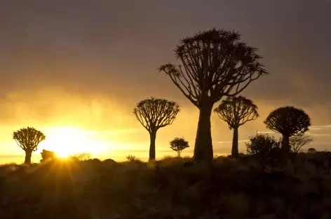 Forêt de kokerboom au coucher du soleil - Namibie