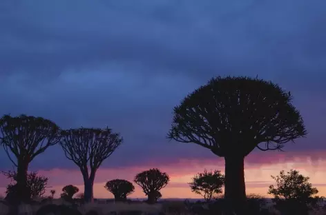Forêt de kokerboom au coucher du soleil - Namibie