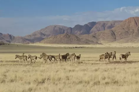 Zèbres le long de la D707 entre Aus et Sesriem - Namibie