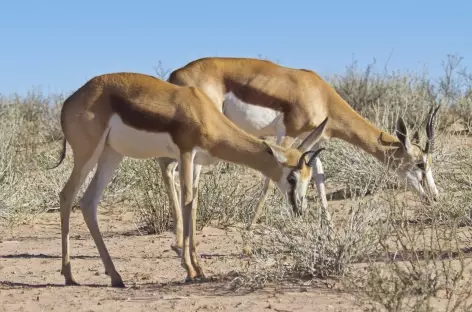 Springboks, Kgalagadi Transfrontier Park - Afrique du Sud