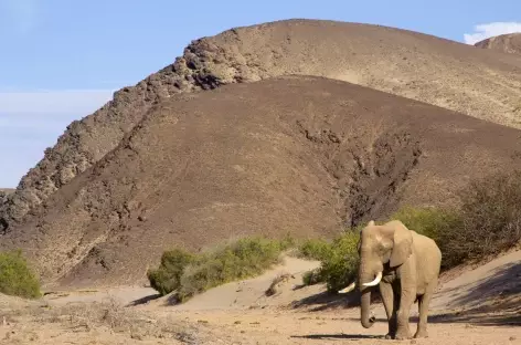 Eléphant du désert, Kaokoland - Namibie
