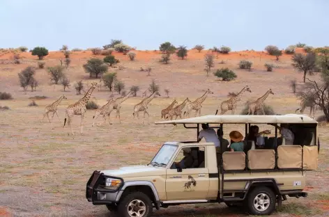 Dafari dans le désert du Kalahari - Namibie