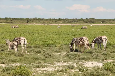 Zèbres à Etosha - Namibie