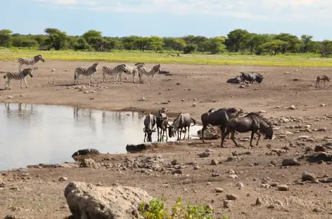 Zèbres et gnous à Etosha - Namibie