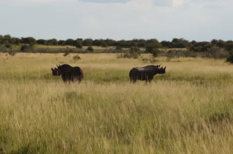 Rhinocéros à Etosha - Namibie