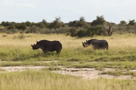 Rhinocéros à Etosha - Namibie
