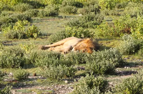 Lion à Etosha - Namibie
