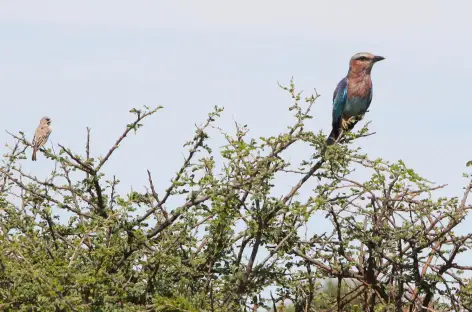 Oiseaux à Etosha - Namibie