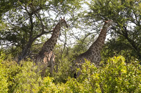 Girafes à Etosha - Namibie