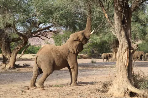 Eléphants du désert, Damaraland - Namibie