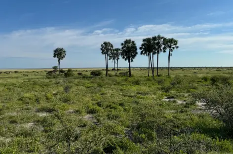 Etosha durant la saison des pluies - Namibie