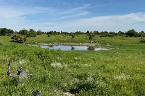 Etosha durant la saison des pluies - Namibie