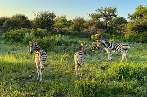 Zèbres à Etosha - Namibie