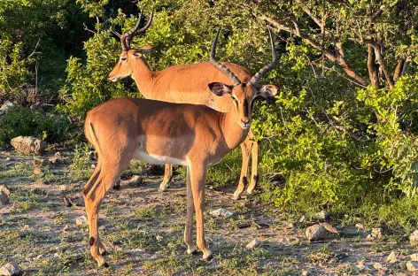 Impalas à Etosha - Namibie