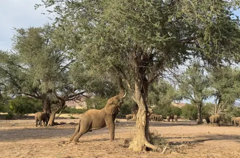 Eléphants du désert, Damaraland - Namibie