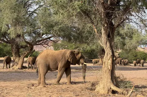 Eléphants du désert, Damaraland - Namibie