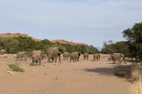 Eléphants du désert, Damaraland - Namibie