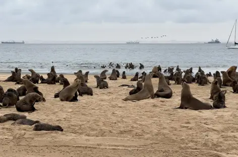 Otaries à Walvis Bay - Namibie