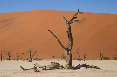 Dépression de Deadvlei - Namibie