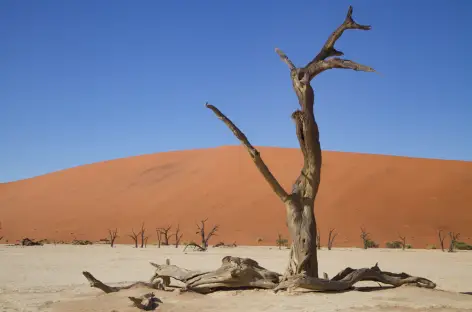 Dépression de Deadvlei - Namibie