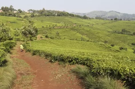 Magnifiques champs de thé entre Kibale et Fort Portal - Ouganda