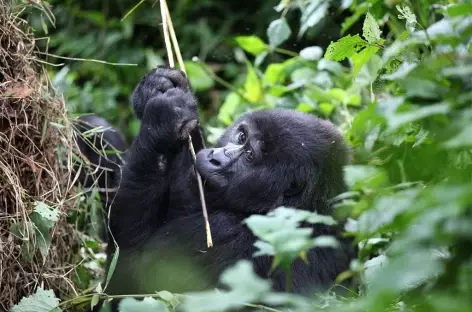 Jeune gorille, forêt impénétrable de Bwindi - Ouganda