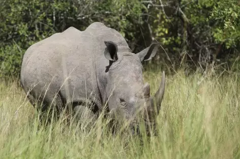 Pistage des rhinocéros blancs à pied, sanctuaire de Ziwa - Ouganda