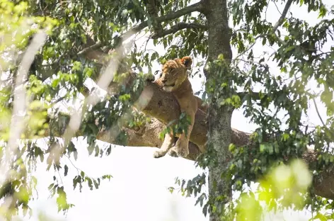 Lion arboricole, Parc national de Queen Elisabeth - Ouganda